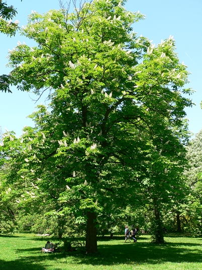 {Aesculus hippocastanum}